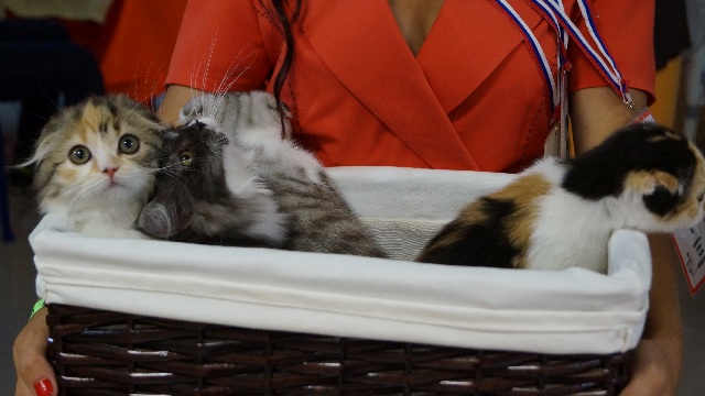 DSC00800