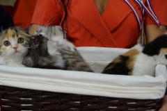 DSC00800